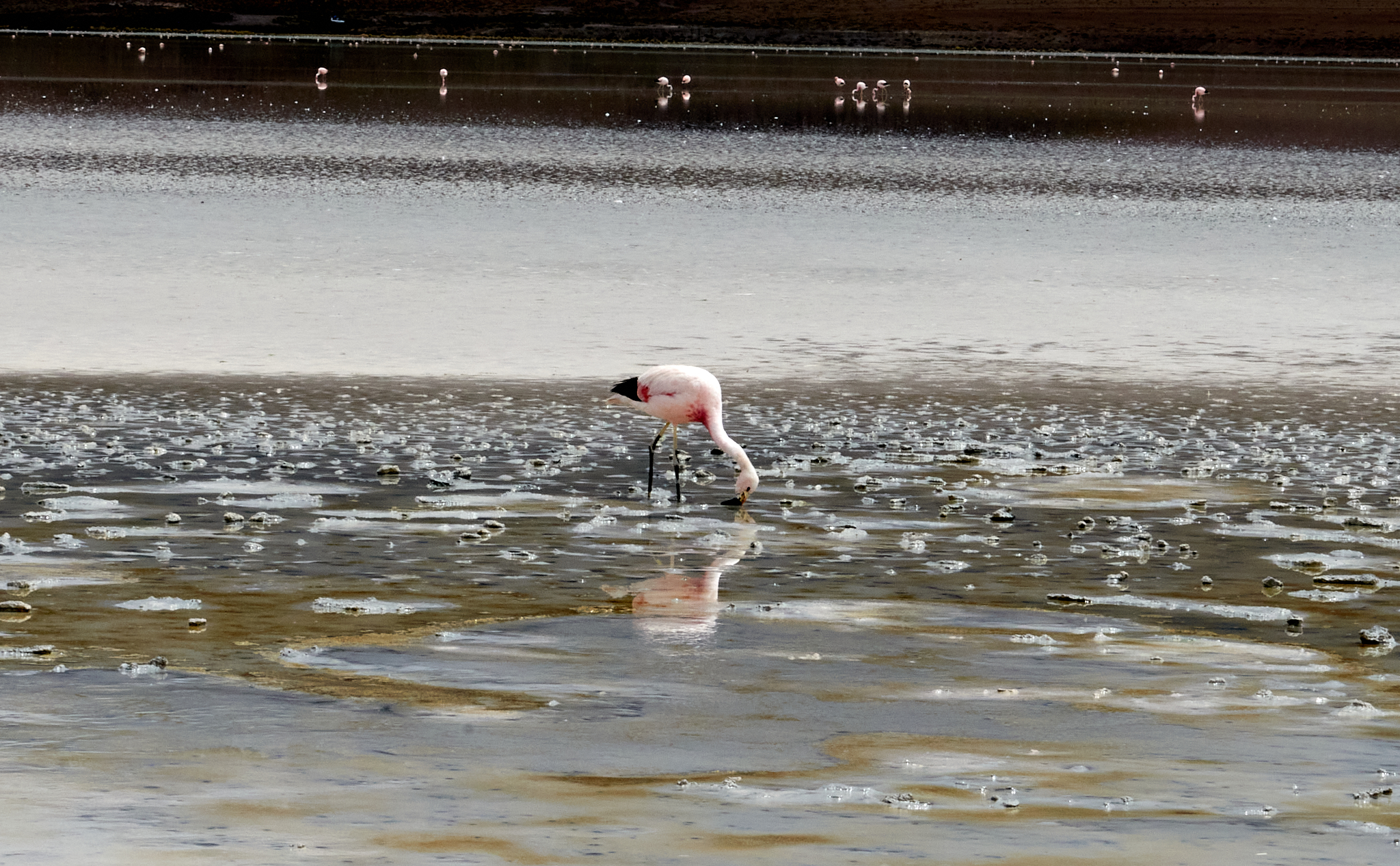 20200313 474 [볼리비아] 온다 호수